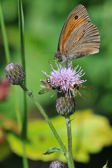 © Foto: Yvonne Billing